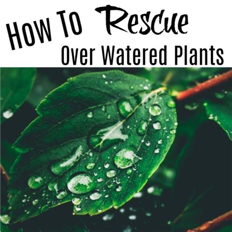 How To Rescue Over Watered Plants