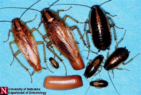 German Cockroaches | Nebraska Extension in Lancaster County ...