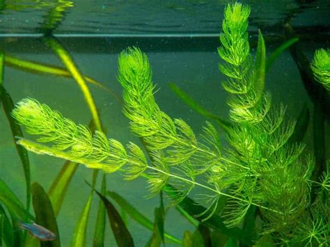 10 Best Aquarium Plants for Goldfish That Will Survive