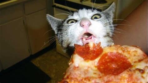 15 Funny Animals Who Just Want To Eat Your Food