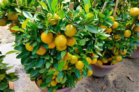 How to Grow and Care for Lemon Trees Indoors | luv2garden.com