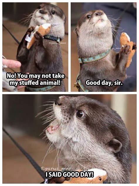 An otter with his stuffed toy otter...GOOD DAY SIR! :') cuteness overload! | Animal jokes, Funny ...