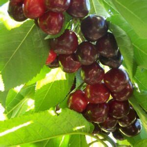 Bing Cherry Tree | Fruit Trees | Ison's Nursery & Vineyard