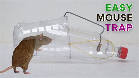 Diy Rat Trap Plastic Bottle - 5 Clever Ways To Make A Simple No Kill Trap For Mice Rats ...