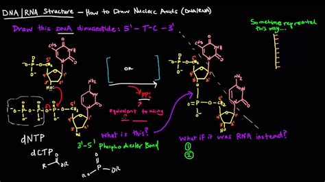 DNA/RNA Structure - How to Draw Nucleic Acids - YouTube