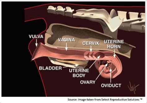 Anatomy of the reproductive system of the cow. | Download Scientific ...