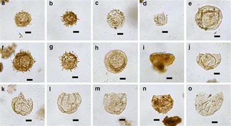 Dinoflagellate cysts from Core NY3 in the Shulu Sag. a, b, f ...