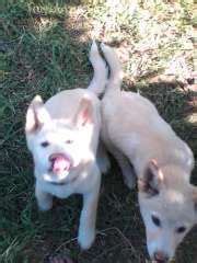 7 Alpine Dingo pups ,4 Females & 3 Males | Australian Dingo puppies for ...