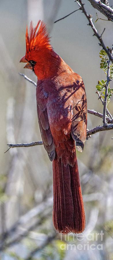 Male Cardinal Singing Photograph by Daniel VanWart