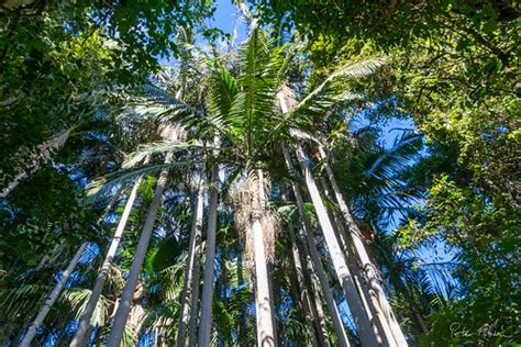 Tall piccabeen palms | The Palms National Park, Cooyar | Peter Albion | Flickr