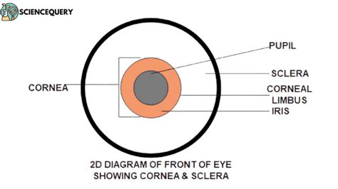 Cornea vs Sclera: Understanding the difference and functions - ScienceQuery