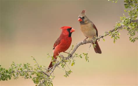 Northern Cardinal | Audubon Field Guide