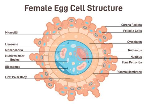 Female Egg Cell Structure. Corona Radiata, Cytoplasm and Nucleus Stock ...