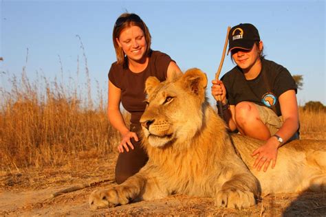 What it's like to walk with lions in Zimbabwe | The Independent | The ...