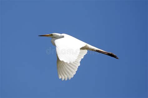 White Heron Flying in a Bright Sky Stock Image - Image of white ...