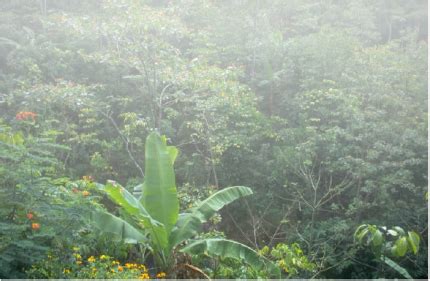 Climate - African Rainforests