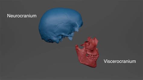 Anatomy of the Face – Vitruvian Fine Art Studio