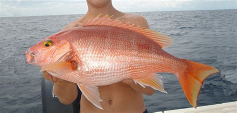 Snapper, Silk - South Atlantic Fishery Management Council