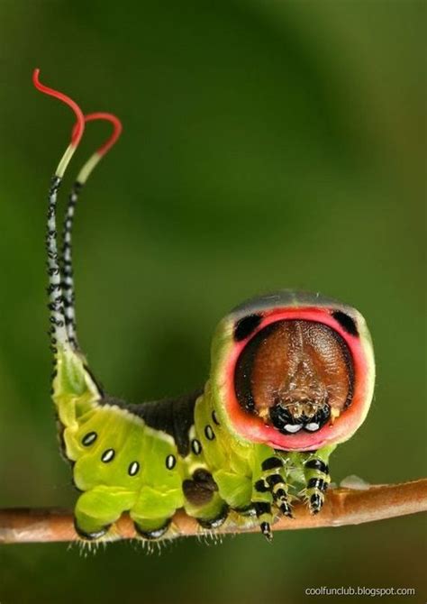 CoolFunClub: Colorful Insects