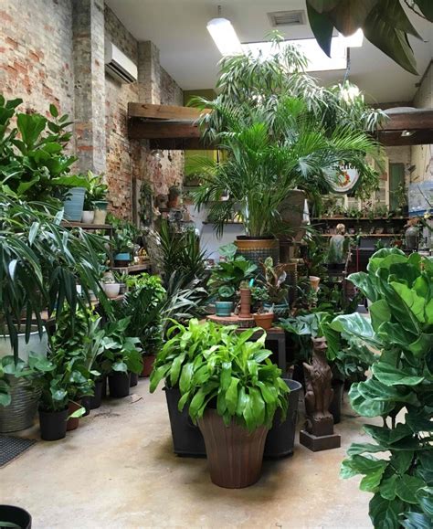 How to Make Your House Plants Survive in Your Philly Rowhouse