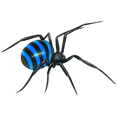 watercolor hand drawn realistic venomous spider 21360979 PNG