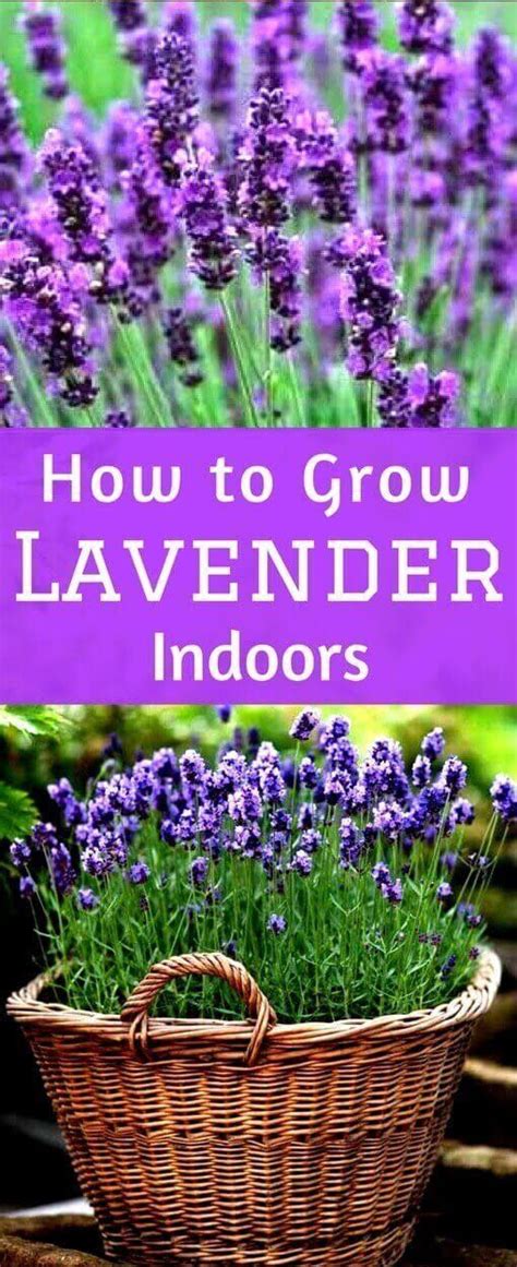 How to Grow Lavender Indoors | Growing herbs indoors, Growing lavender ...