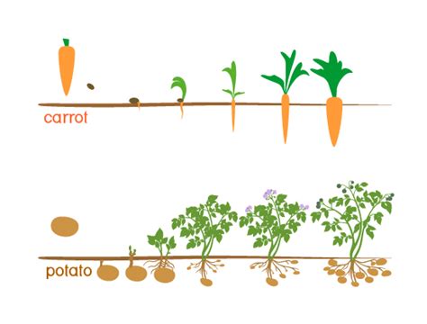 Difference Between Stem Tuber And Root Tuber