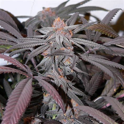 Purple Urkle S1 - Feminized - Southern Oregon Seeds