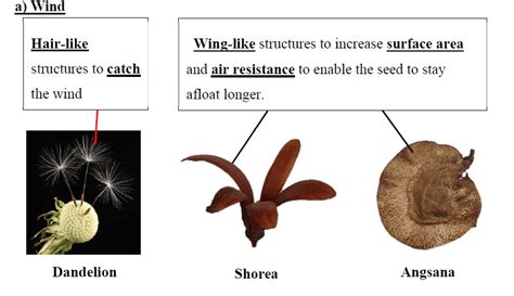 Reproduction in Plants Seed Dispersal Diagram – The Science Shifu