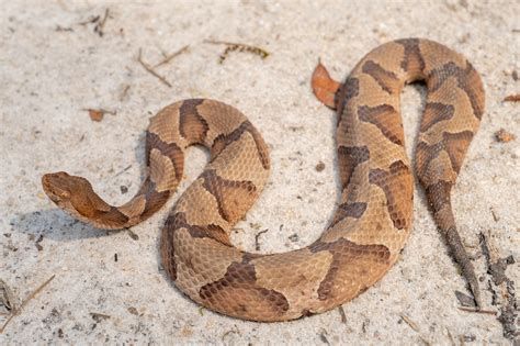 Copperhead | South Carolina Partners in Amphibian and Reptile Conservation