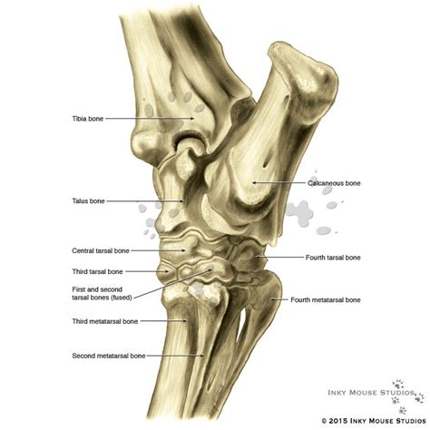 Equine hock oblique posterior view