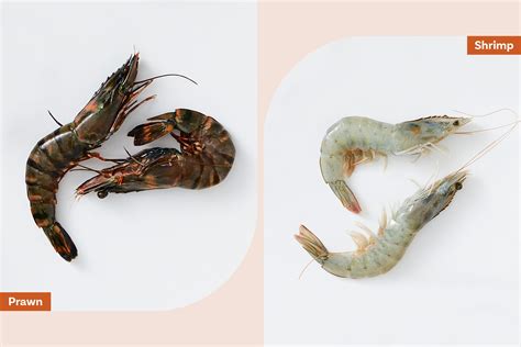 Prawns Shrimp (Side-by-Side Photos), 49% OFF