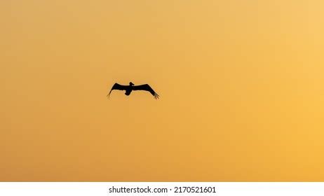 2,490 Pelican flying silhouette Images, Stock Photos & Vectors ...