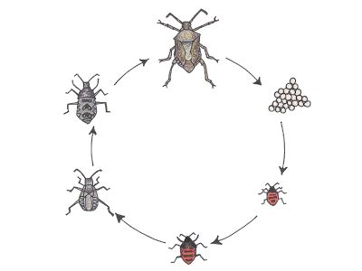 Gallery For > Assassin Bug Life Cycle