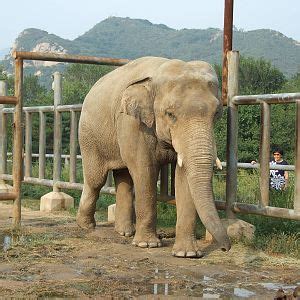 Badaling Wildlife Park - Page 2 - ZooChat