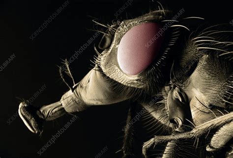 Head of a bluebottle fly, SEM - Stock Image - C002/6591 - Science Photo Library