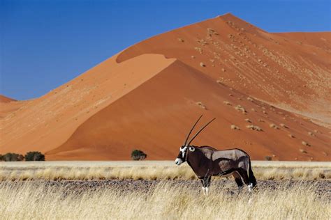 Design your Namibia safari online | Timbuktu Travel