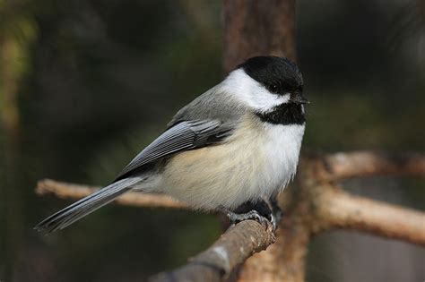 Black-capped Chickadee - Poecile atricapillus - NatureWorks