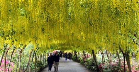 Laburnum Arch springs a surprise at Bodnant Garden as it blooms early - Daily Post