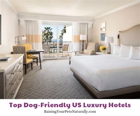 Top Dog-Friendly Luxury Hotels and Pet-Friendly 5 Star Boutique Hotels ~ Raising Your Pets ...