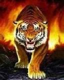 Fire Tiger Wallpaper - Download to your mobile from PHONEKY