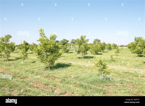 A pecan-nut orchard at Ritchie, a small town in the Northern Cape Province of South Africa Stock ...