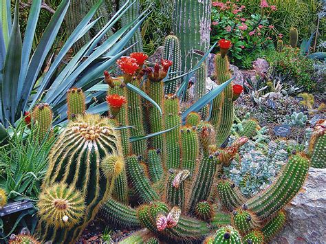 When do Cacti Bloom in Arizona? - GoSeeAZ.com