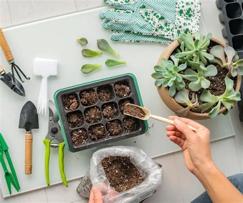 How Long Do Succulents Take to Grow from Seeds? - Succulents Help