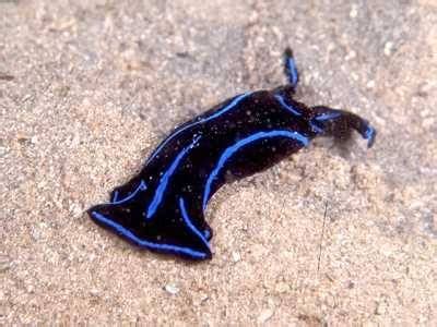 Blue Velvet Nudibranch | Sea slug, Blue velvet, Saltwater aquarium