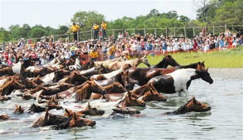 Chincoteague Wild Ponies of Assateague Island