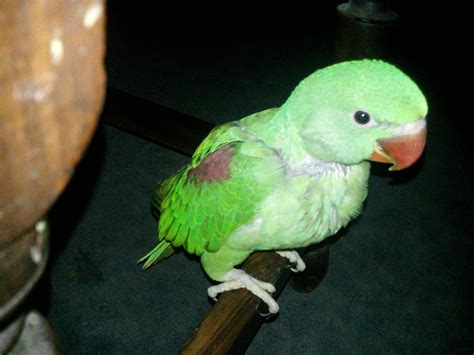 Alexandrine Ringneck Parrot : Baby alexandrine.