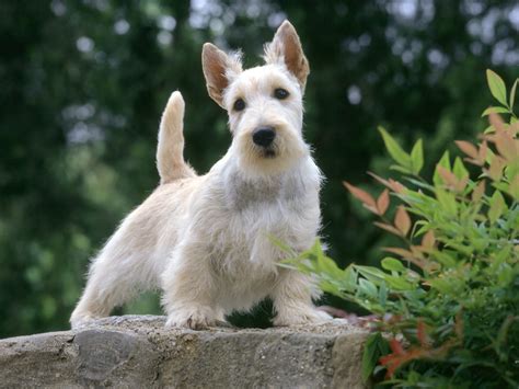 Scottish Terrier - Puppies, Rescue, Pictures, Information, Temperament ...