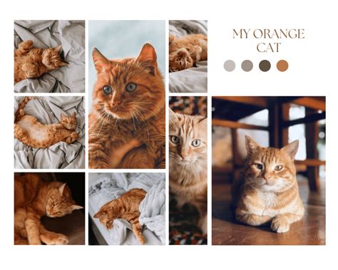 The Fascinating World of Orange Cat Breeds: A Comprehensive Guide ...