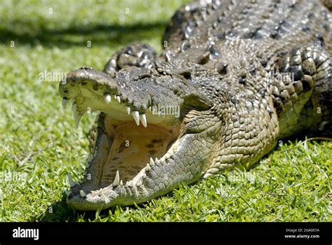 saltwater crocodile, estuarine crocodile (Crocodylus porosus), portrait ...